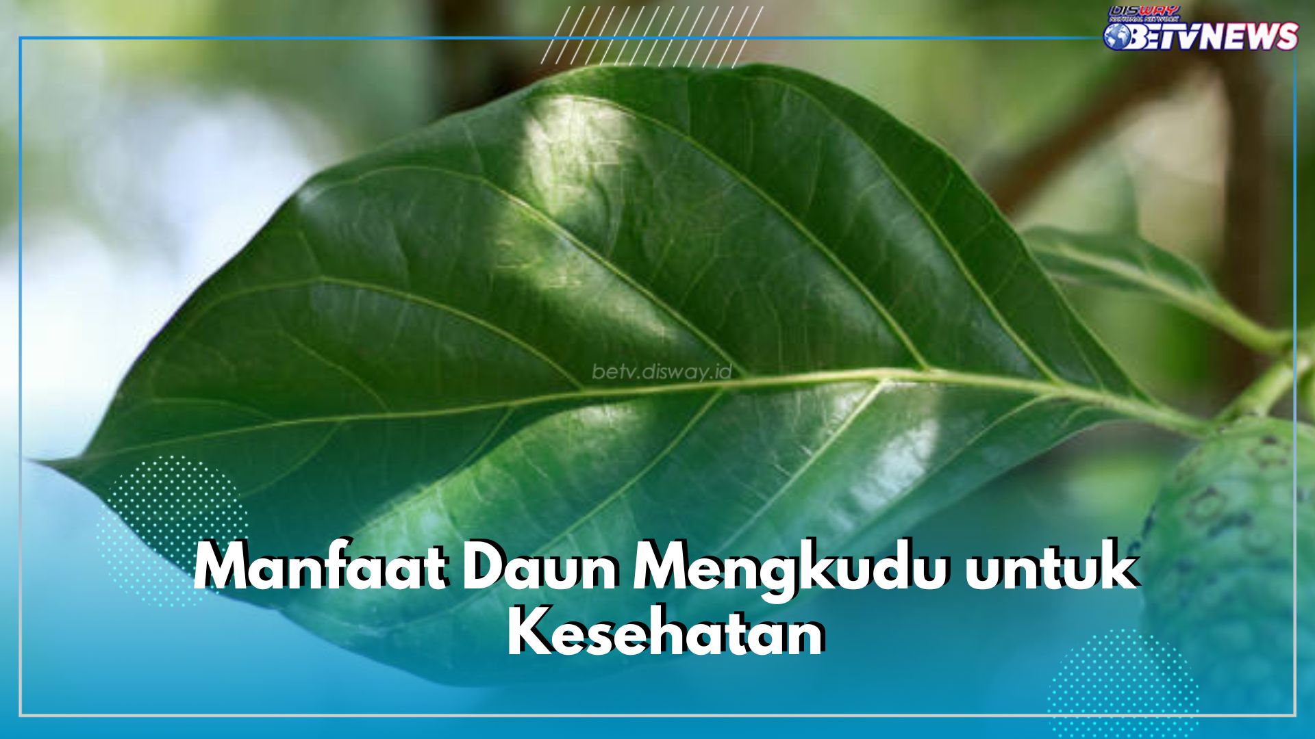 Ini 5 Manfaat Mengonsumsi Rebusan Daun Mengkudu untuk Kesehatan, Bisa Bantu Detox Tubuh dari Racun