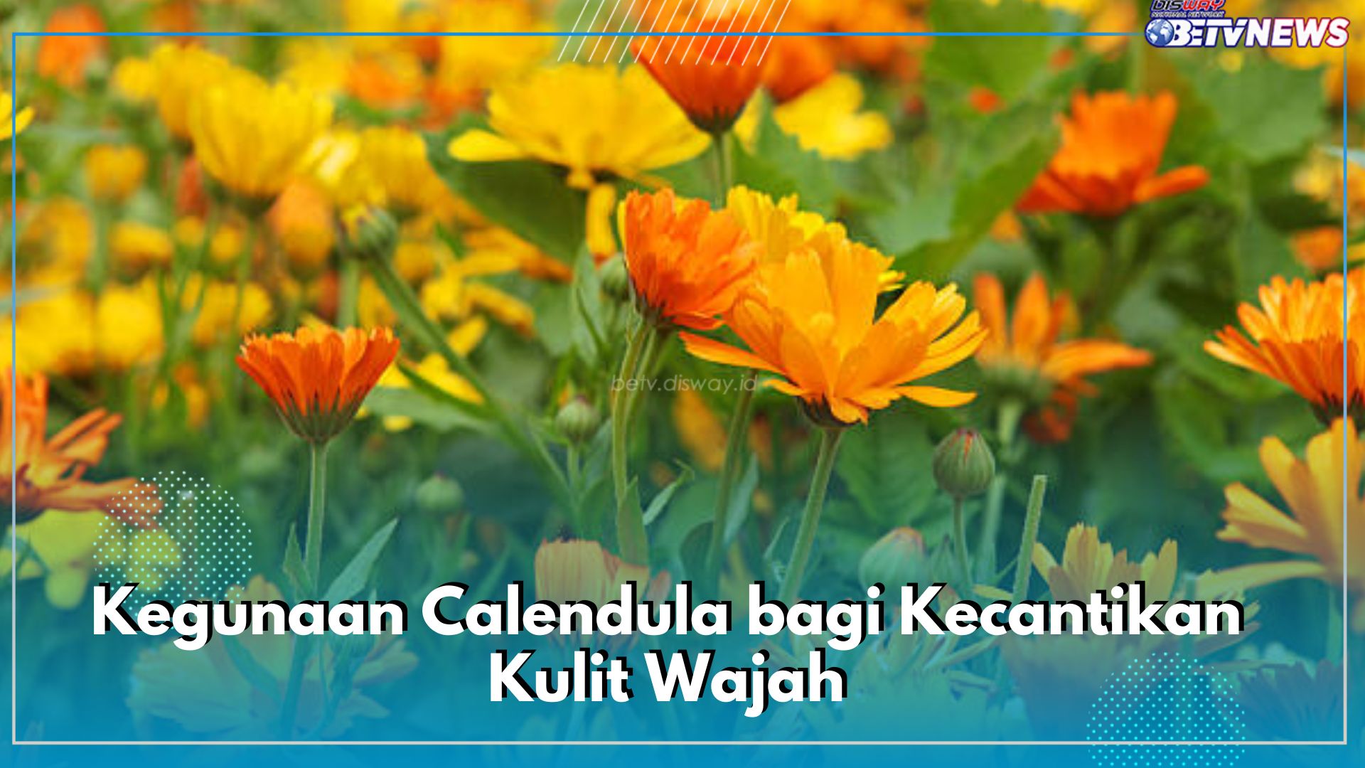 7 Kegunaan Calendula bagi Kecantikan Kulit Wajah, Bagus untuk Tabir Surya hingga Cegah Infeksi Pada Jerawat