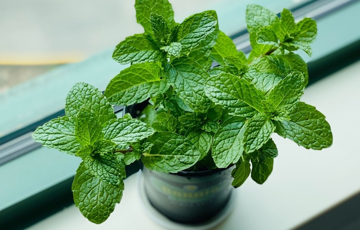 7 Manfaat Utama Konsumsi Daun Mint Secara Rutin, Sayang untuk Dilewatkan!