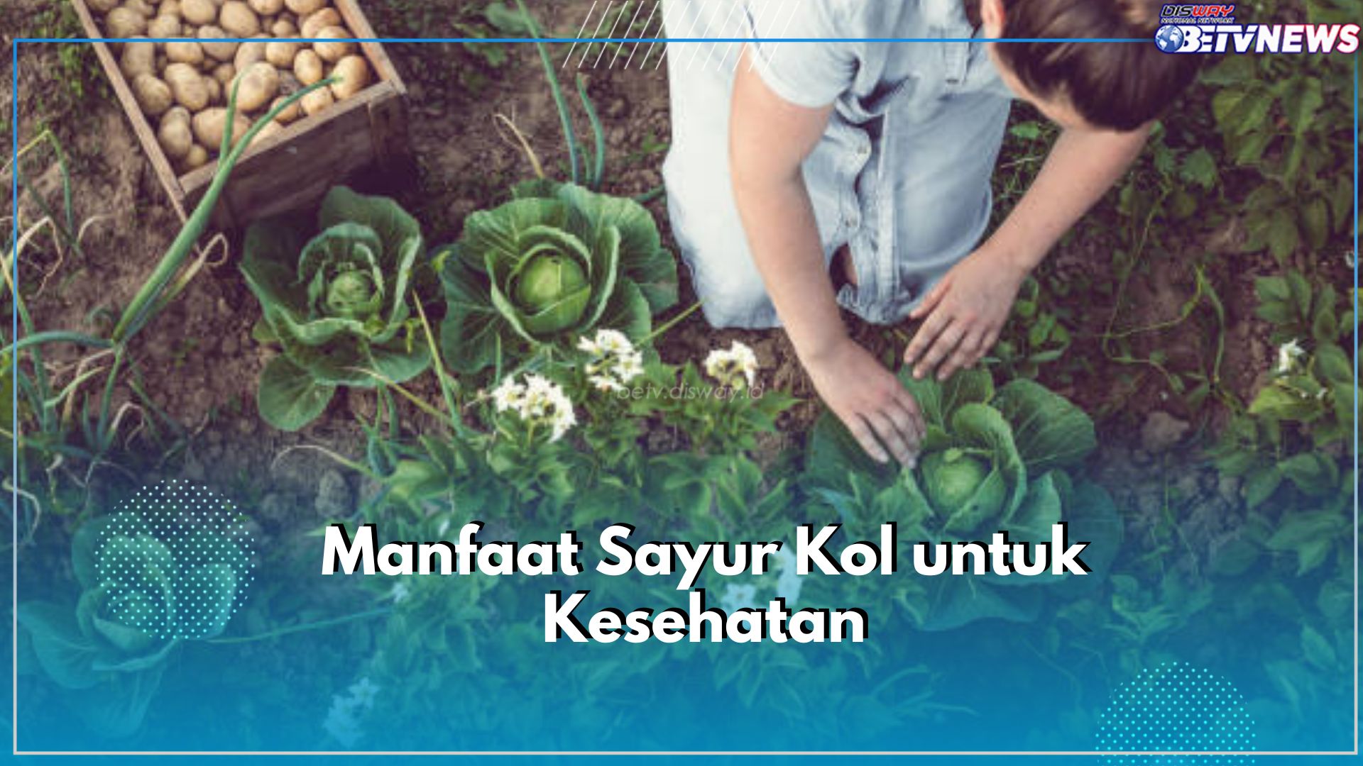 Dikenal Sering Bikin Diare, Ini Ragam Manfaat Dibalik Sayur Kol Baik untuk Kesehatan