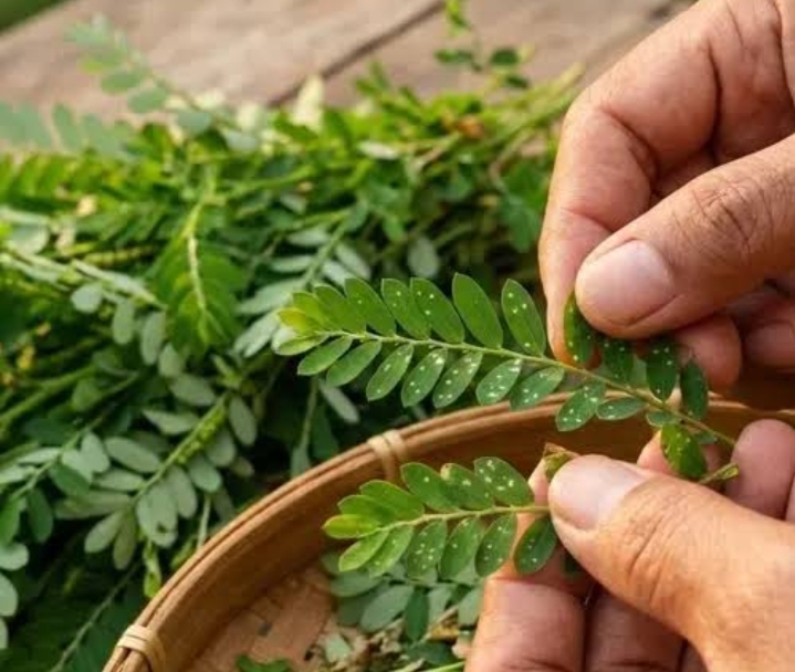 Perhatikan! Ini Daftar Kelompok Orang yang Pantang Konsumsi Daun Meniran