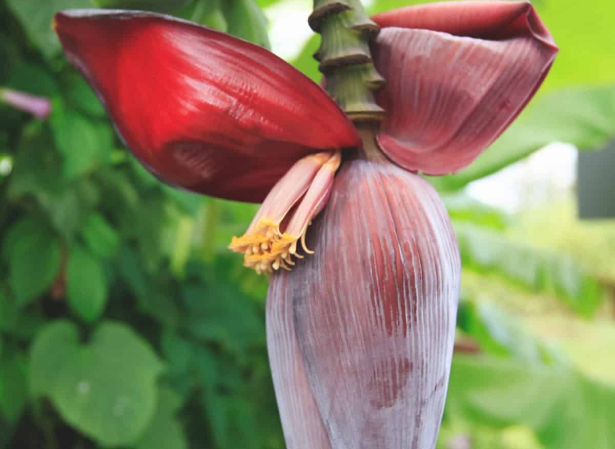 Cek Manfaat dari Jantung Pisang untuk Kesehatan, Sayuran Kaya Serat dan Nutrisi