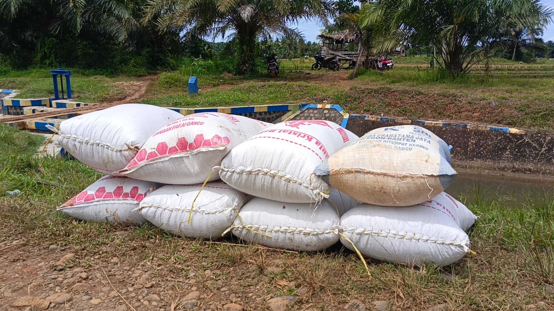 Petani di Seluma Keluhkan Tengkulak Beli Gabah di Bawah Harga Pemerintah