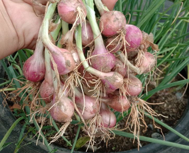 Ini Cara Mudah Menanam Bawang Merah di Pot, Bisa Panen Sendiri di Rumah