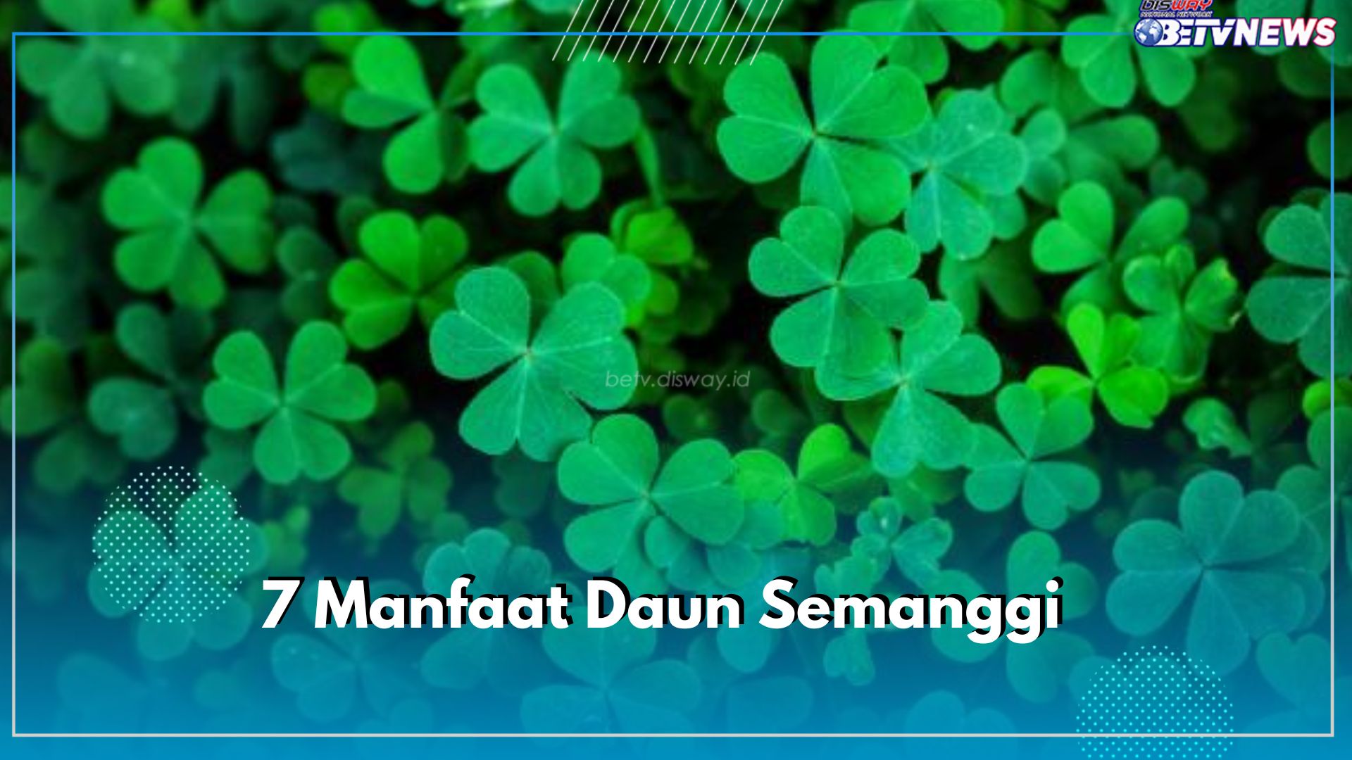 7 Manfaat Daun Semanggi, Berpotensial Redakan Deman dan Flu, Cek Faktanya untuk Kesehatan di Sini