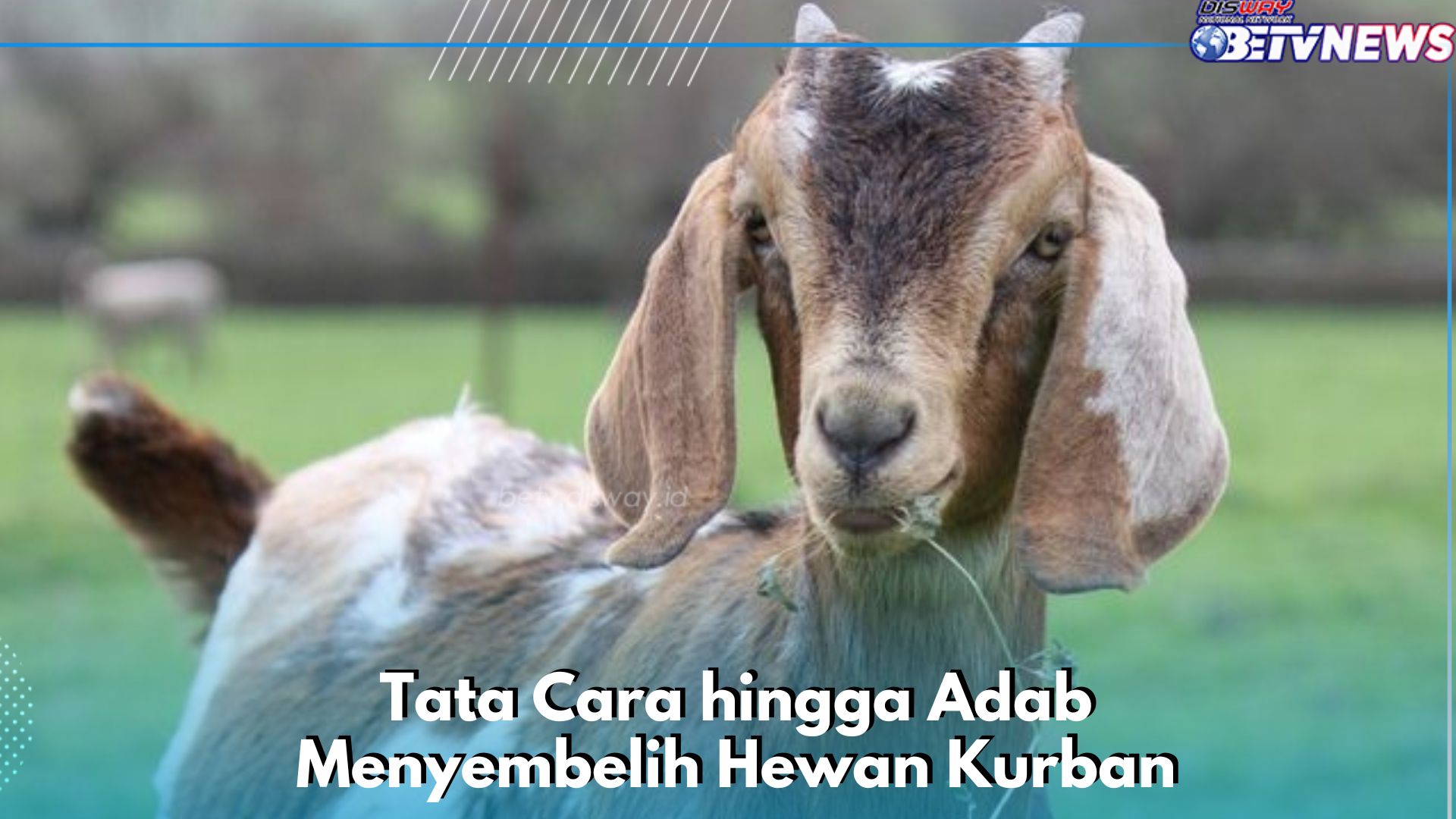 Perhatikan Tata Cara hingga Adab Menyembelih Hewan Kurban Ini, Tidak Kasar dan Menyakiti 