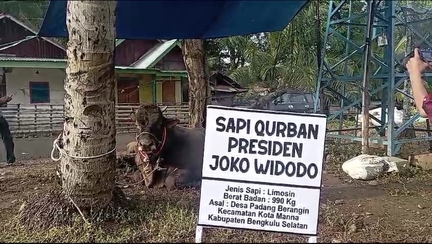 Gubernur Rohidin Serahkan Sapi Kurban Presiden Jokowi ke Warga Desa Kertapati Bengkulu Tengah