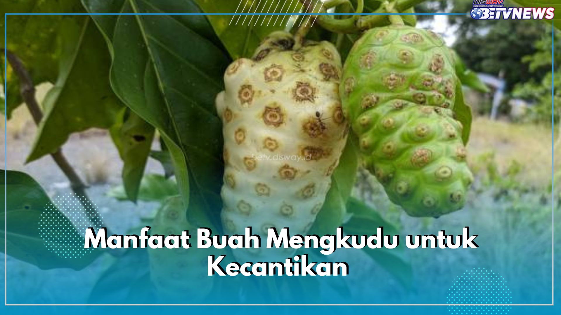Tidak Perlu Suntik Putih, Cukup Gunakan Buah Mengkudu, Ini Manfaatnya untuk Kecantikan yang Jarang Diketahui