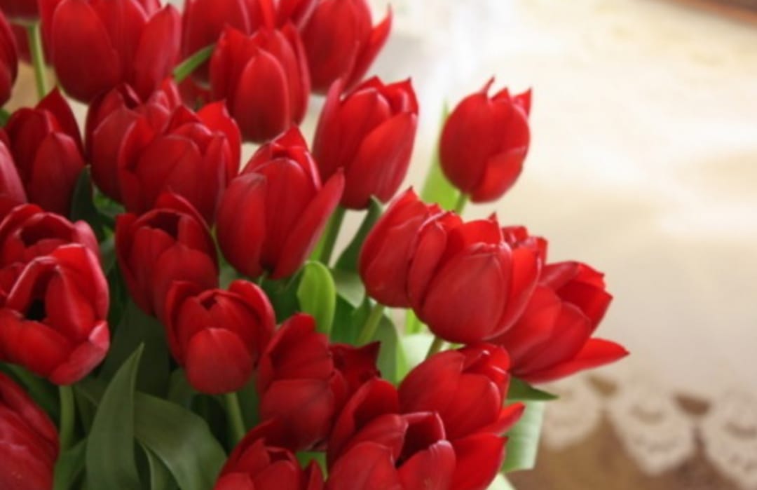 Selain Mawar, Ini 5 Rekomendasi Bunga yang Cocok Diberikan Saat Valentine