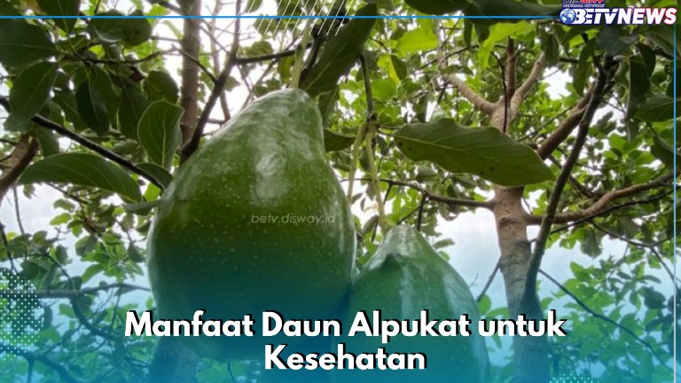 Bisa Jadi Obat Diabetes, Ini Manfaat Lain Daun Alpukat, Cek Sekarang!