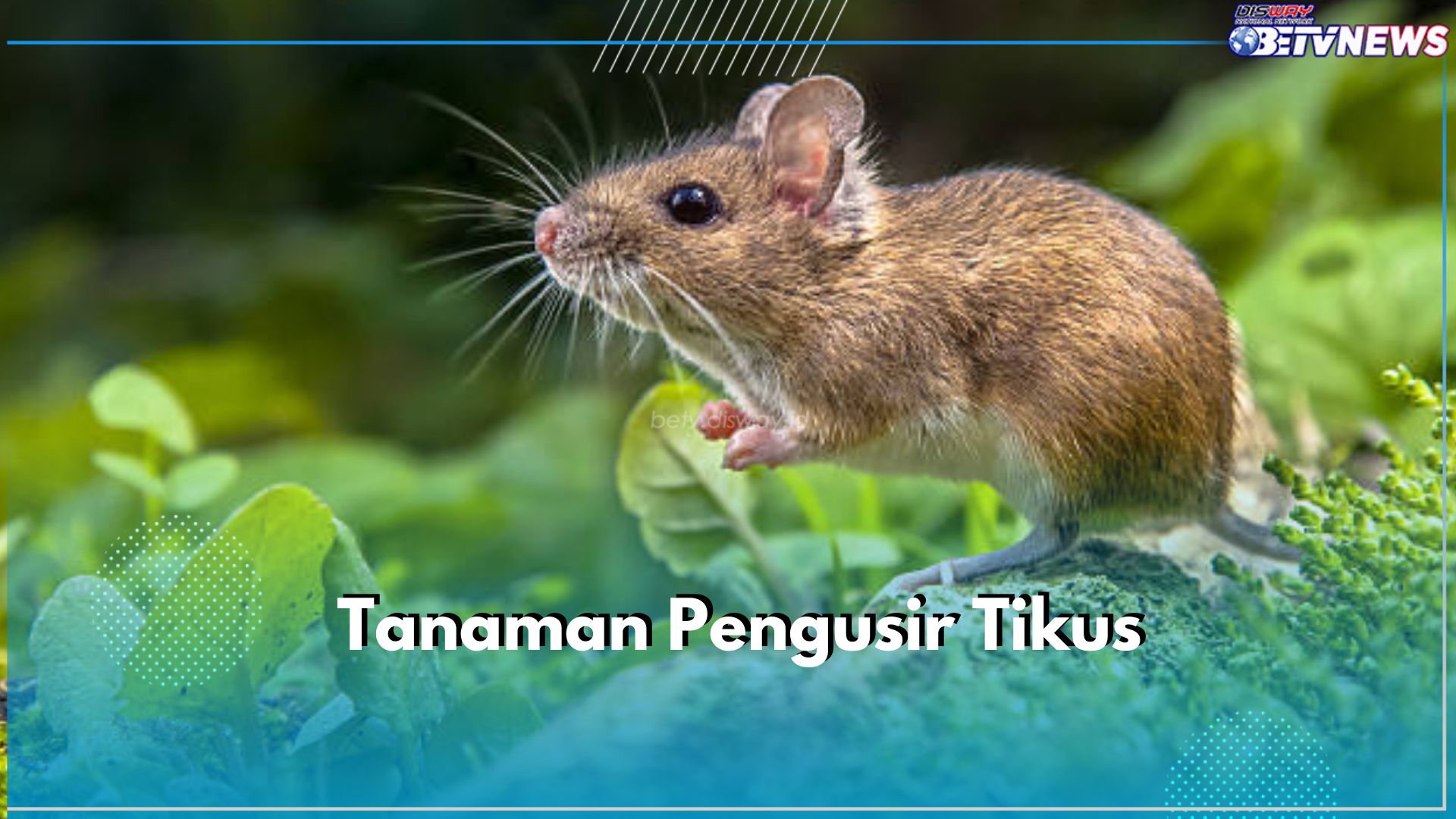 7 Tanaman Ini Bisa Usir Tikus dari Rumah, Salah Satunya Lavender