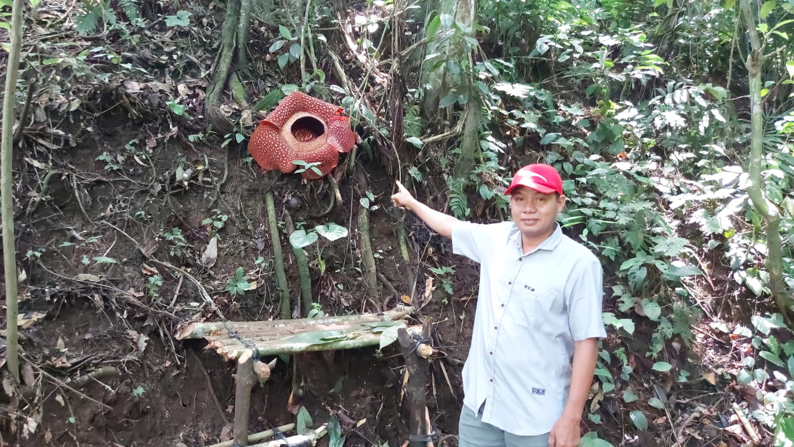 Rafflesia Arnoldi Mekar di Kawasan Gunung Liku Sembilan 