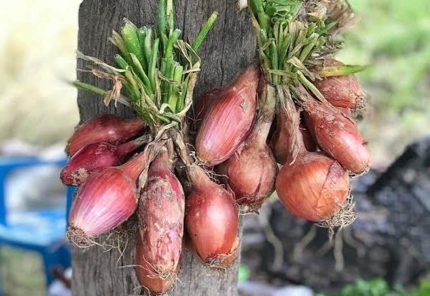 Menakjubkan, Ini 5 Manfaat Bawang Dayak untuk Kesehatan dan Cara Mengkonsumsinya