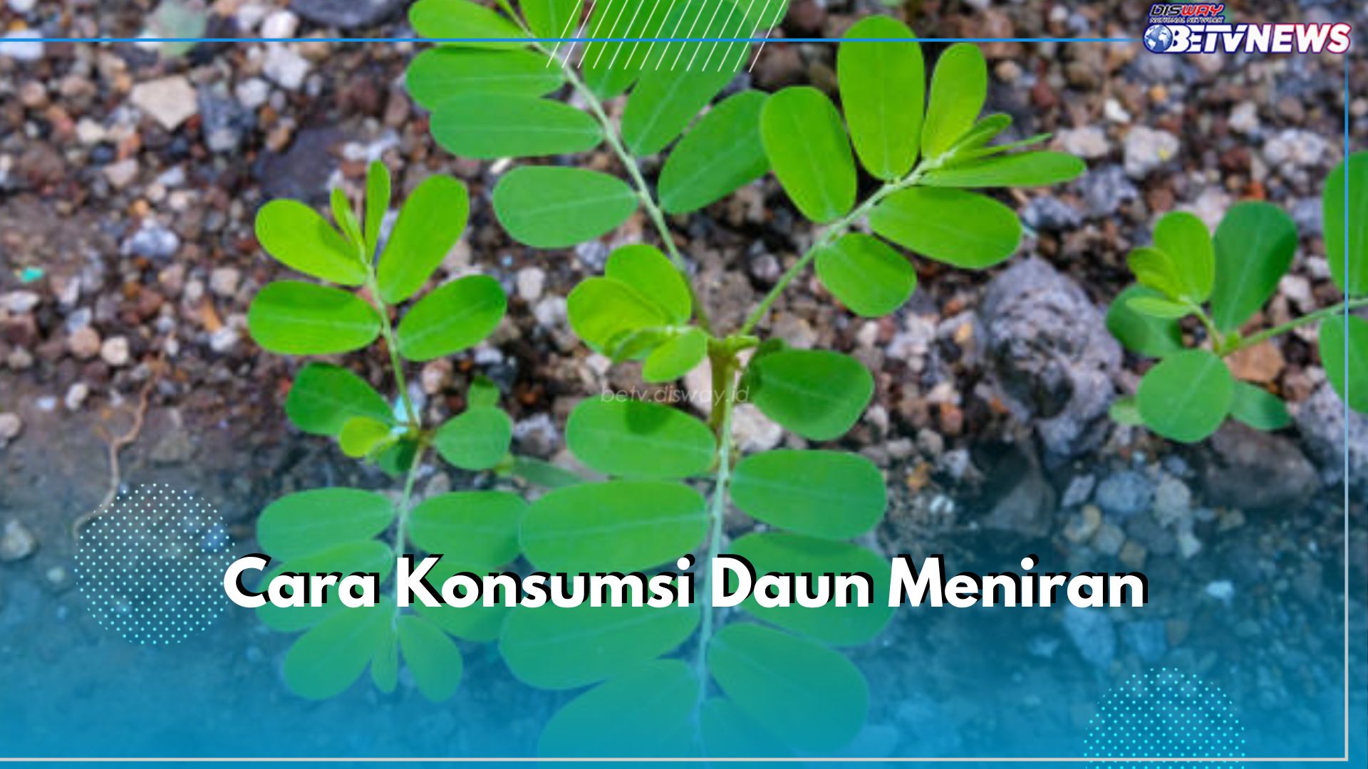 6 Cara Mudah Konsumsi Daun Meniran, Bisa Dibuat Jus hingga Teh Daun Meniran