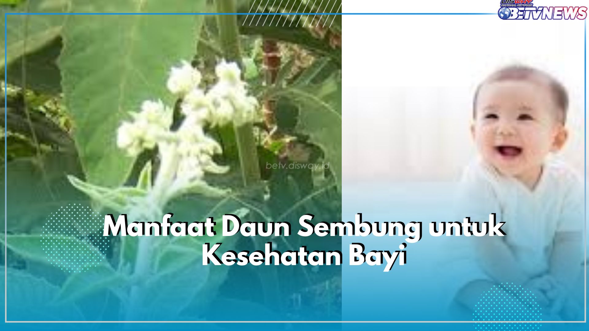 Wajib Diketahui! Inilah Manfaat Tak Terduga Daun Sembung untuk Bayi, Tak Terkecuali Atasi Batuk Pilek