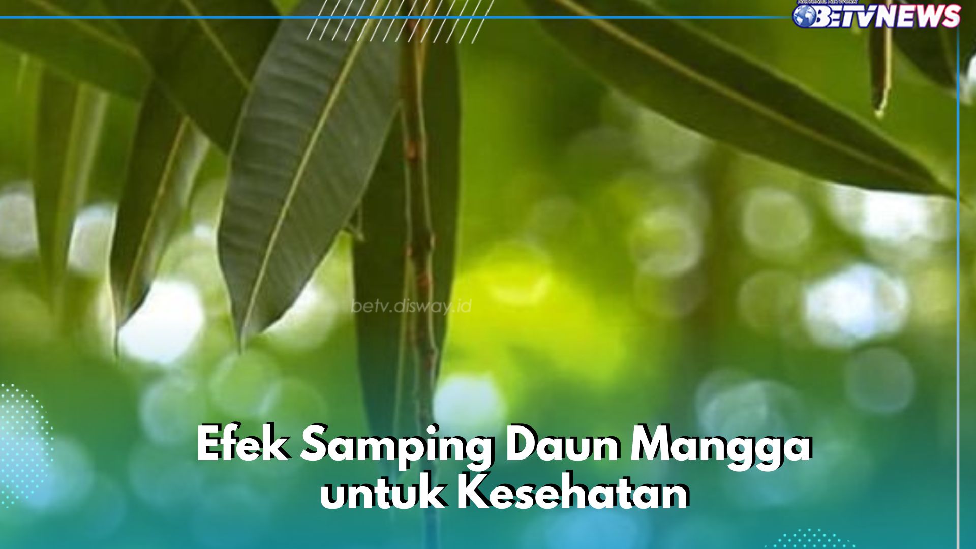Hati-hati, Ini Efek Samping Daun Mangga yang Perlu Diketahui, Bisa Timbulkan Reaksi Alergi