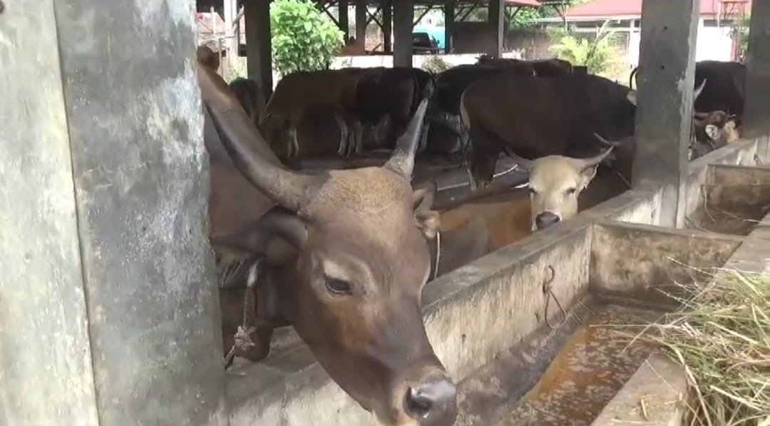 Disnakeswan Provinsi Bengkulu Duga Puluhan Ekor Kerbau Mati Mendadak Terkena Penyakit Ngorok