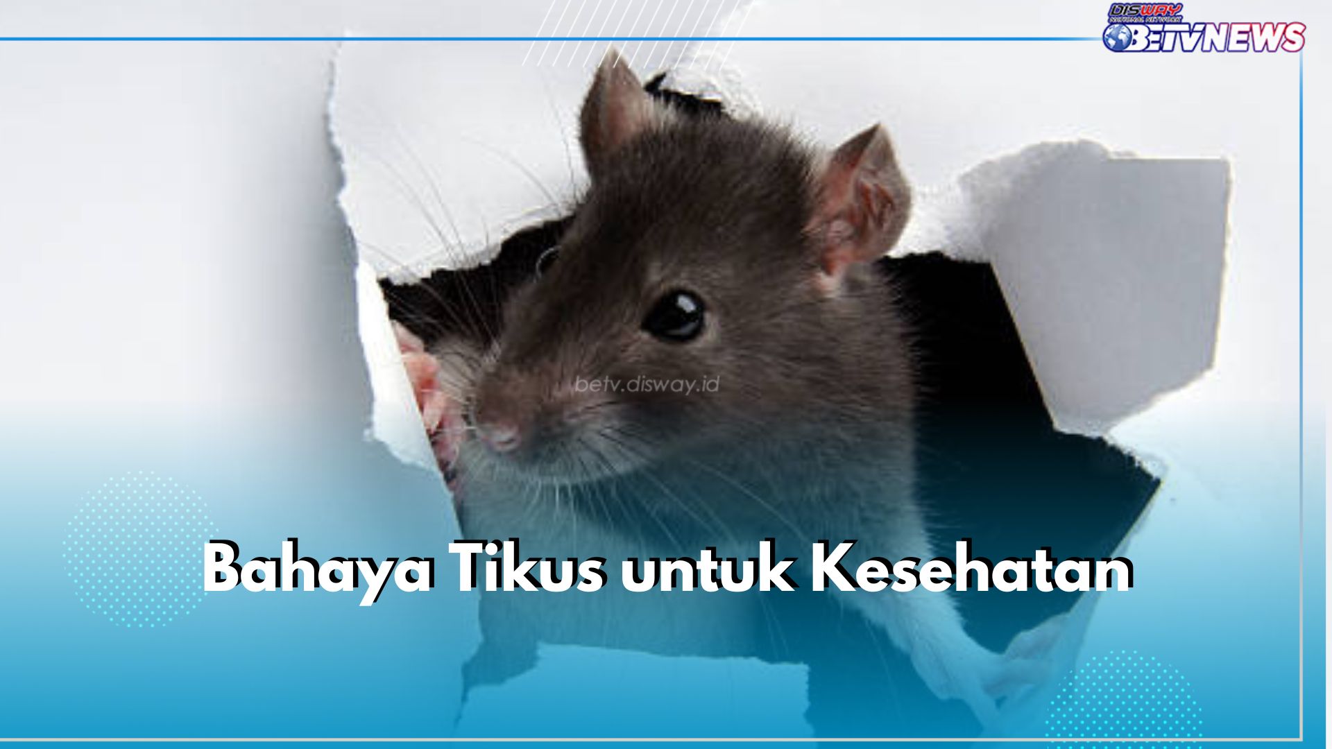 Awas! Ini 3 Bahaya Tikus yang Perlu Kamu Ketahui, Bisa Bikin Makanan Terkontaminasi 