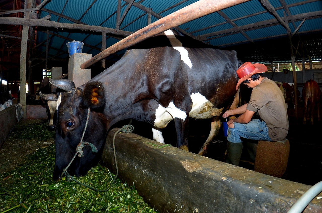 Dapat Fasilitas Pembiayaan dan Transaksi dari BRI, Klaster Susu di Ponorogo Berhasil Tingkatkan Produksi
