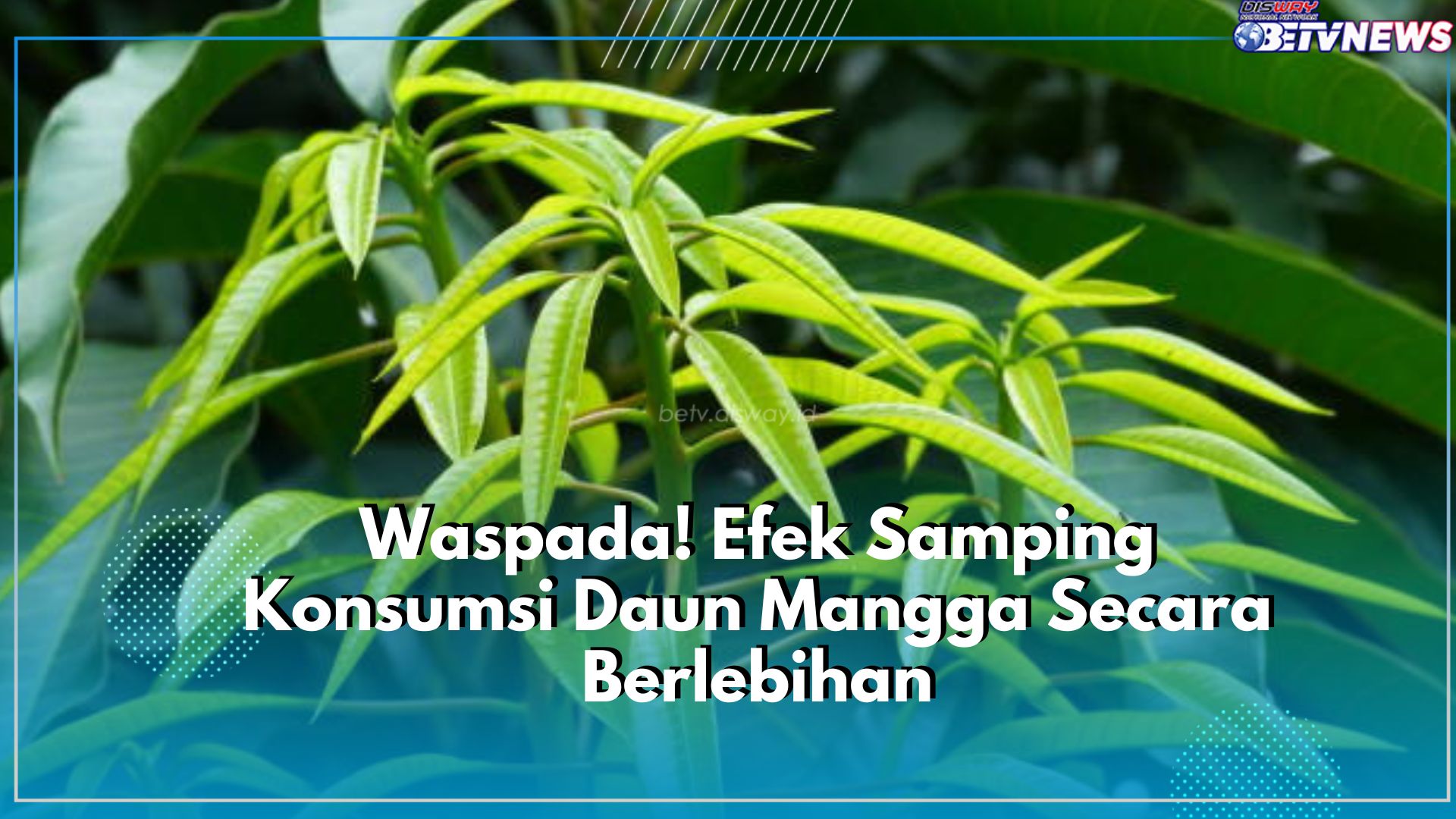Waspadai! Konsumsi Daun Mangga Secara Berlebihan Tidak Baik untuk Kesehatan, Timbulkan Efek Samping Berbahaya