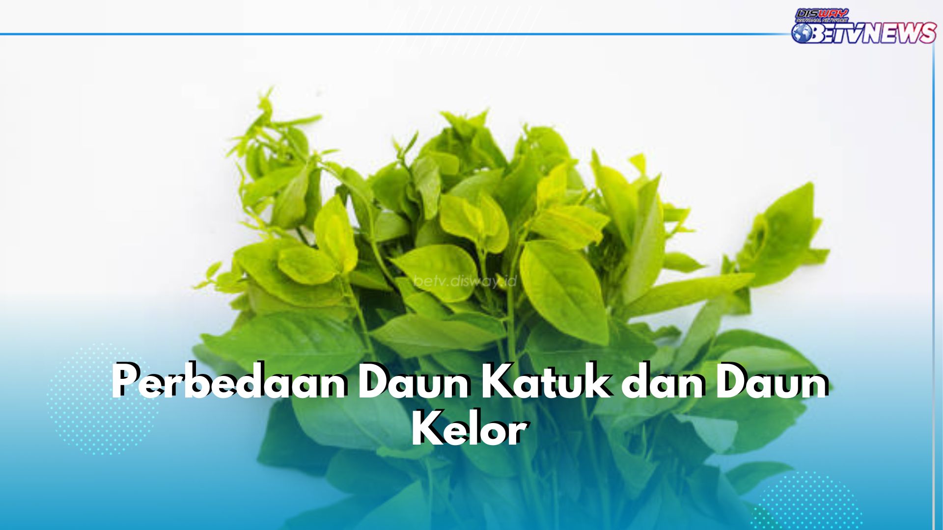 Sama-sama Superfood, Ini 5 Perbedaan Daun Katuk dan Daun Kelor