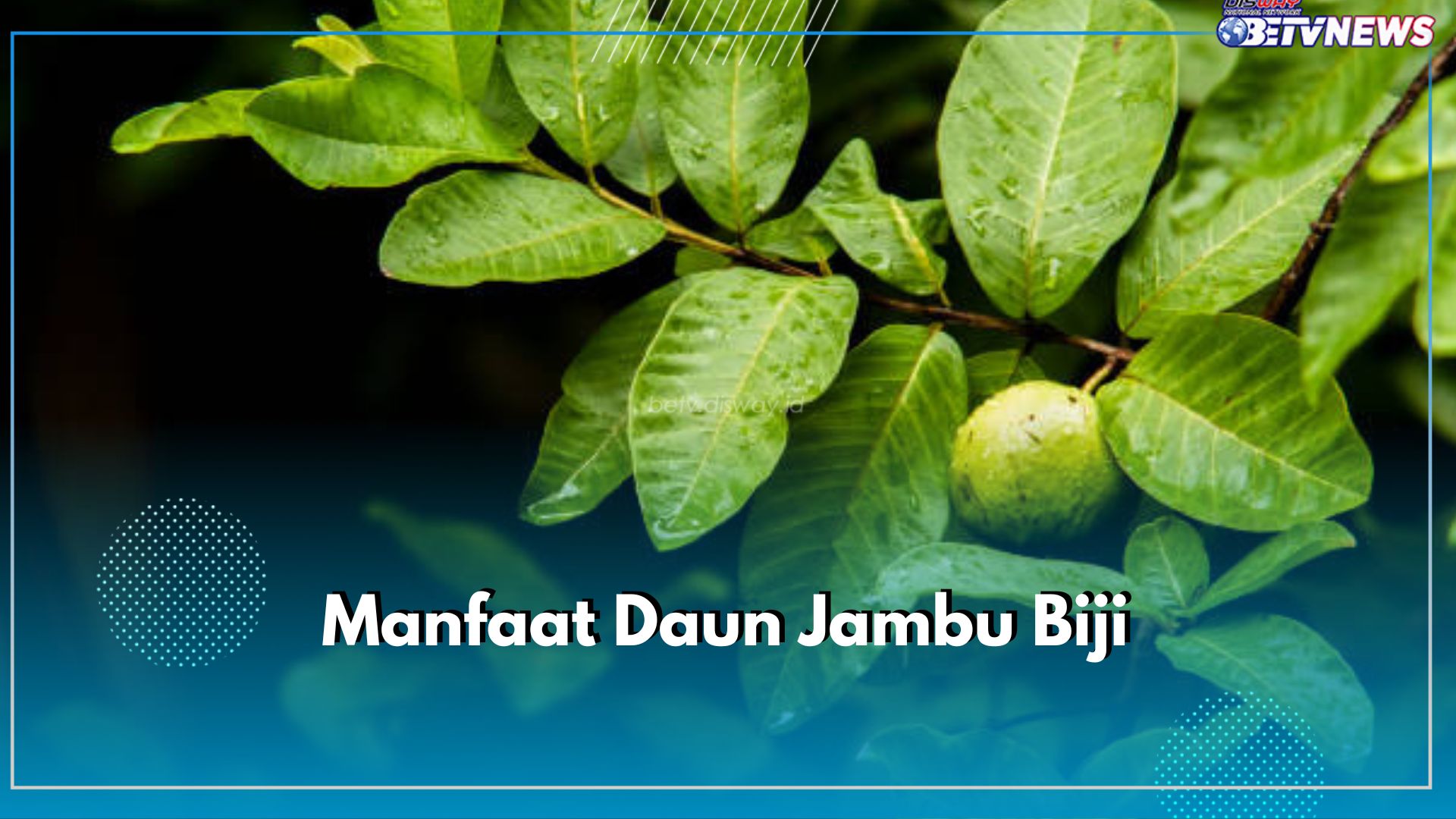 Cukup Konsumsi Daun Jambu Biji Bisa Mencegah Diare, Cek 10 Manfaat Lainnya di Sini