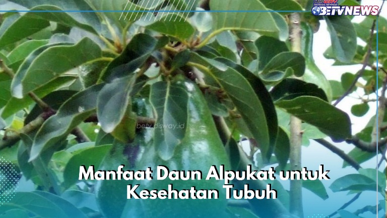 Daun Alpukat Bisa Sembuhkan Nyeri Punggung, Cek Manfaat Lainnya di Sini, Cukup Konsumsi Secara Rutin