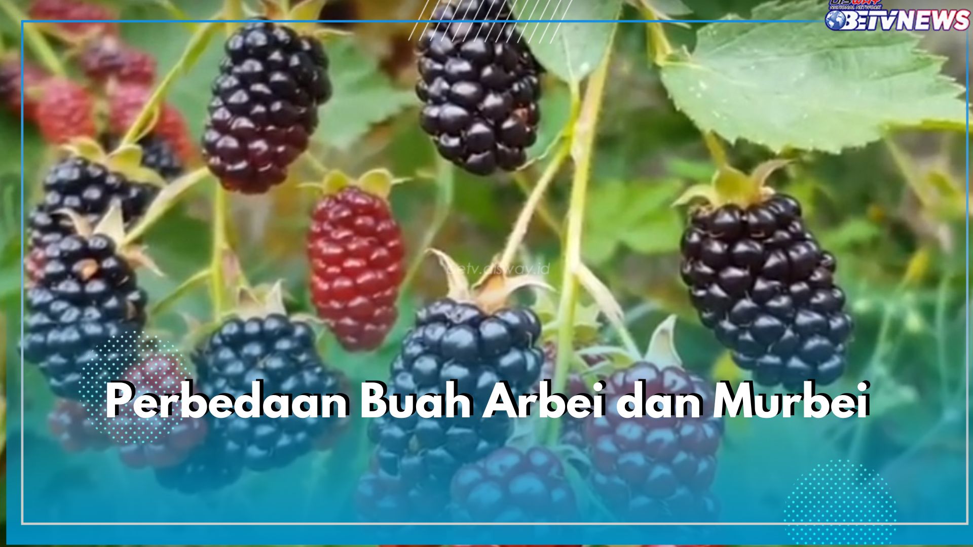 Kerap Disamakan, Ini 6 Perbedaan Buah Arbei dan Murbei, Punya Khasiat Berbeda!