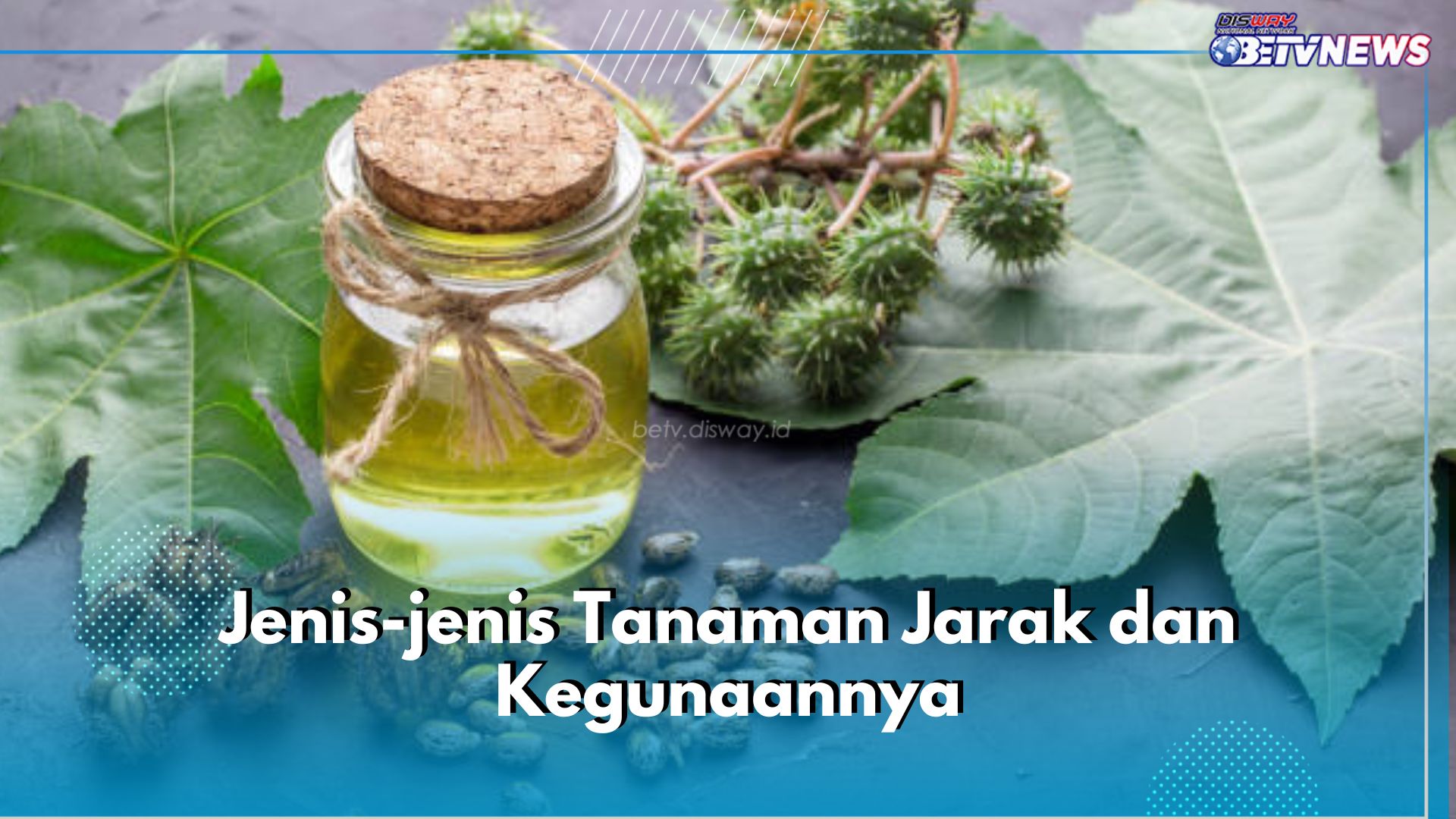 Sudah Tahu? Ini 5 Jenis tanaman Jarak dan Kegunaannya, Ada Jarak Pagar hingga Jarak Hias