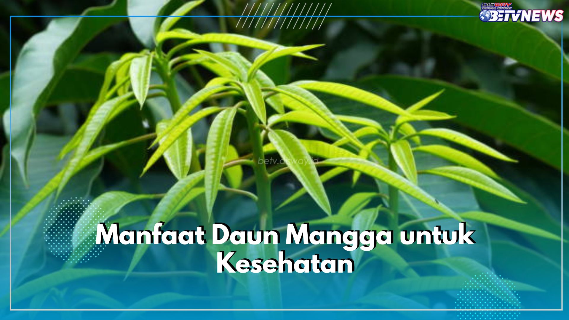 6 Manfaat Daun Mangga Untuk Kesehatan yang Jarang Diketahui, Ampuh Jaga Kesehatan Jantung