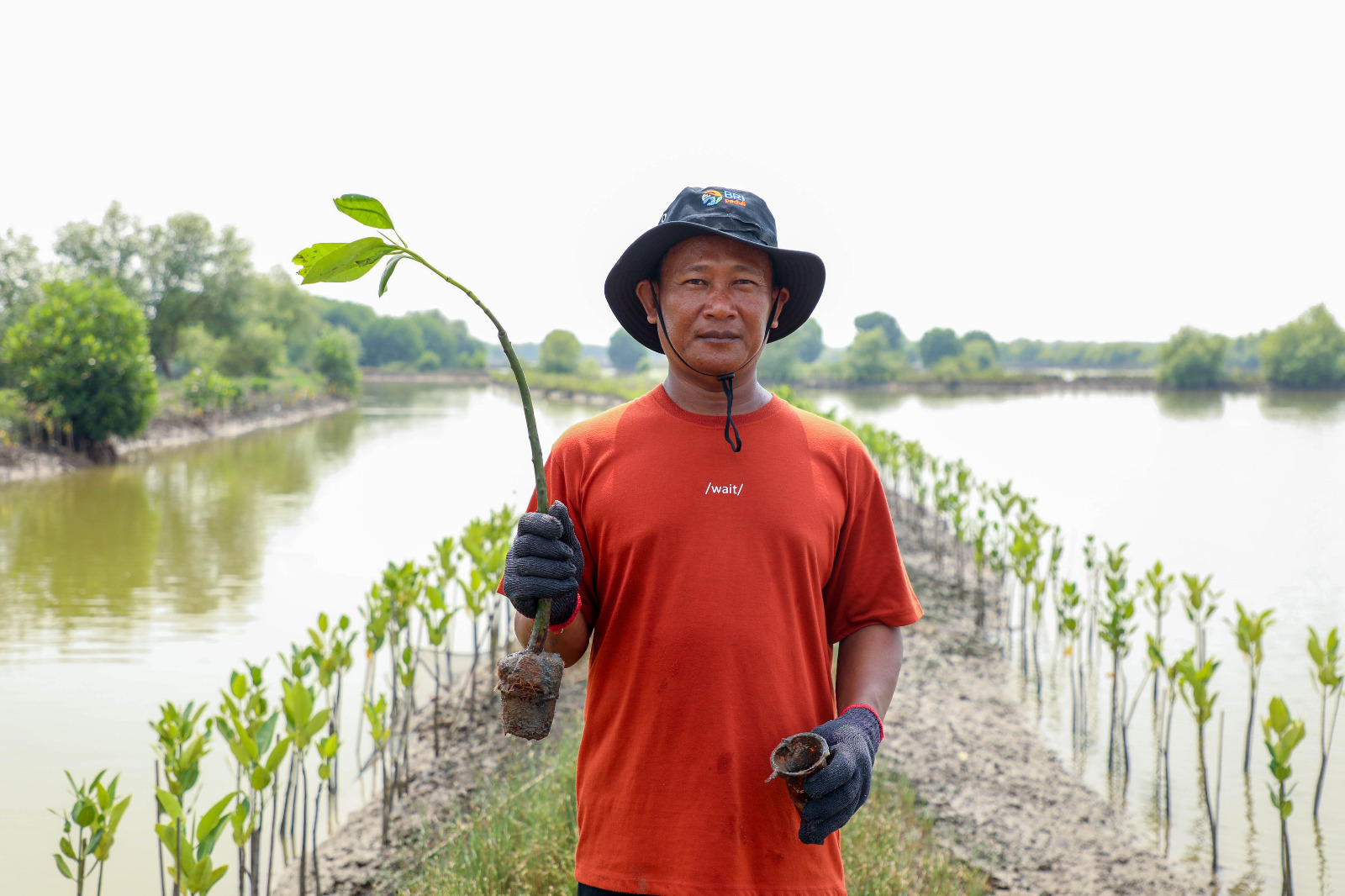 Peringati Hari Mangrove Sedunia, BRI Komitmen Selamatkan Lingkungan Lewat Perbaikan Ekosistem Pesisir