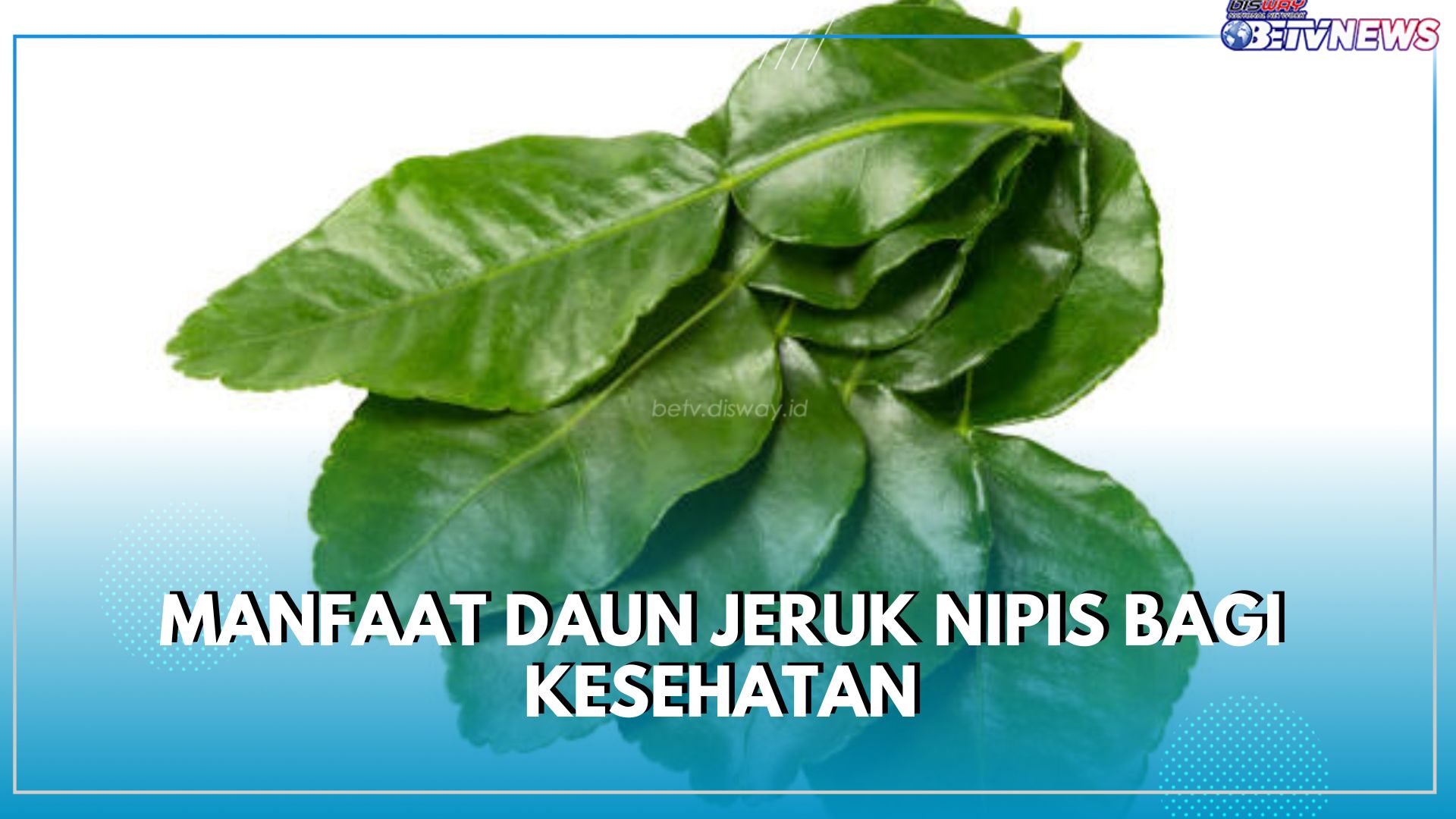 Tidak Hanya Buahnya, Daun Jeruk Nipis Punya Manfaat Tersembunyi untuk Kesehatan, Klaim di Sini!