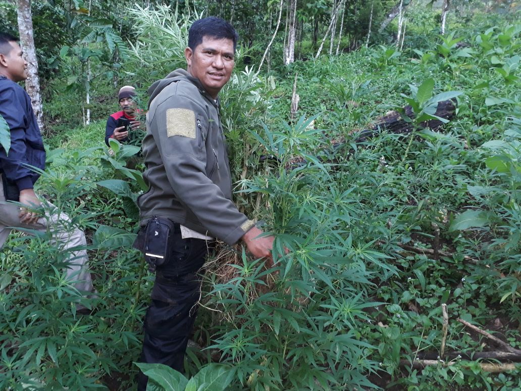 Polisi Temukan Setengah Hektar Ladang Ganja