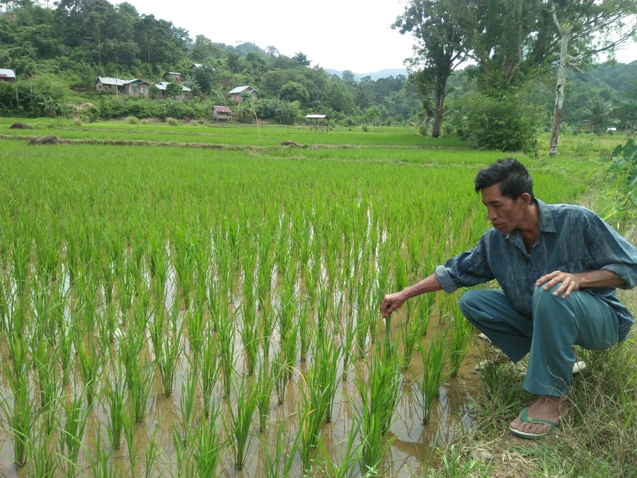 30 Hektar Sawah Desa Rindu Hati Tercemar Limbah