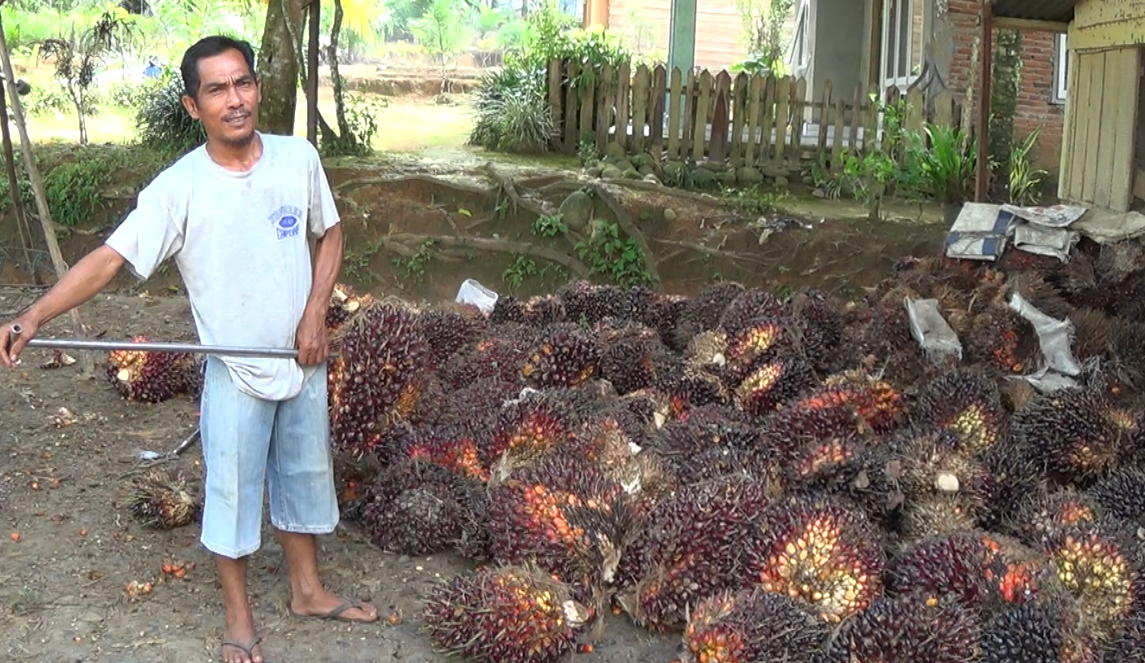 Harga TBS Sawit Anjlok, Plt. Gub Akan Tegur Pabrik CPO