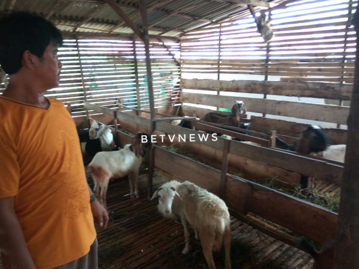 Jelang Idul Adha, Harga Kambing Capai Rp. 4 Juta