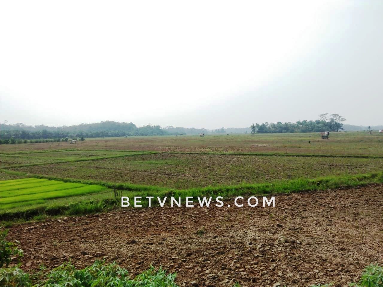 Ratusan Hektar Sawah Di Benteng Alami Kekeringan