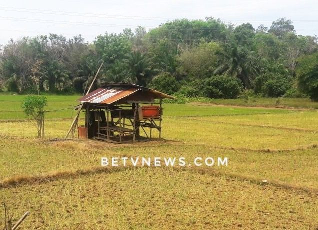 Kemarau, 60 Hektar Sawah Taba Terunjam Kekeringan