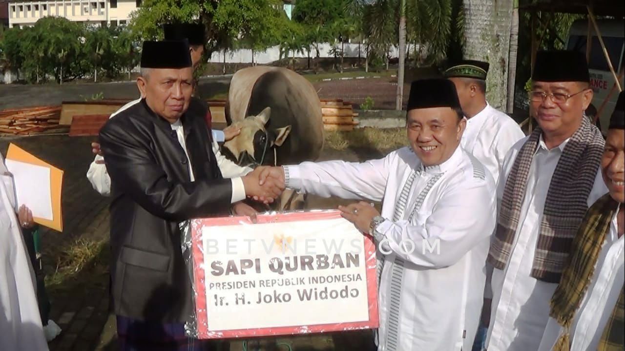 Jokowi Kurban Sapi Seberat 732 Kg Untuk Warga Bengkulu