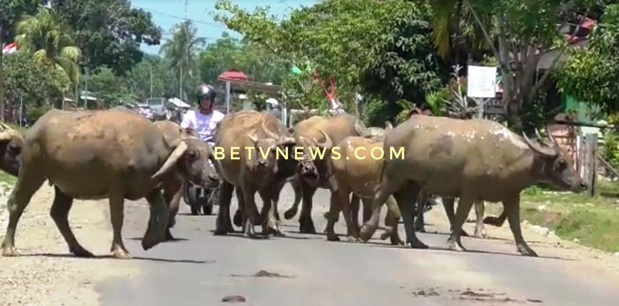 Nihil Anggaran, Hewan Ternak di Mukomuko Tak Ditertibkan