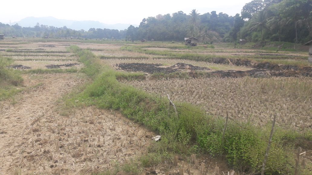 Sawah Kekeringan, Petani Terpaksa Berbagi Air