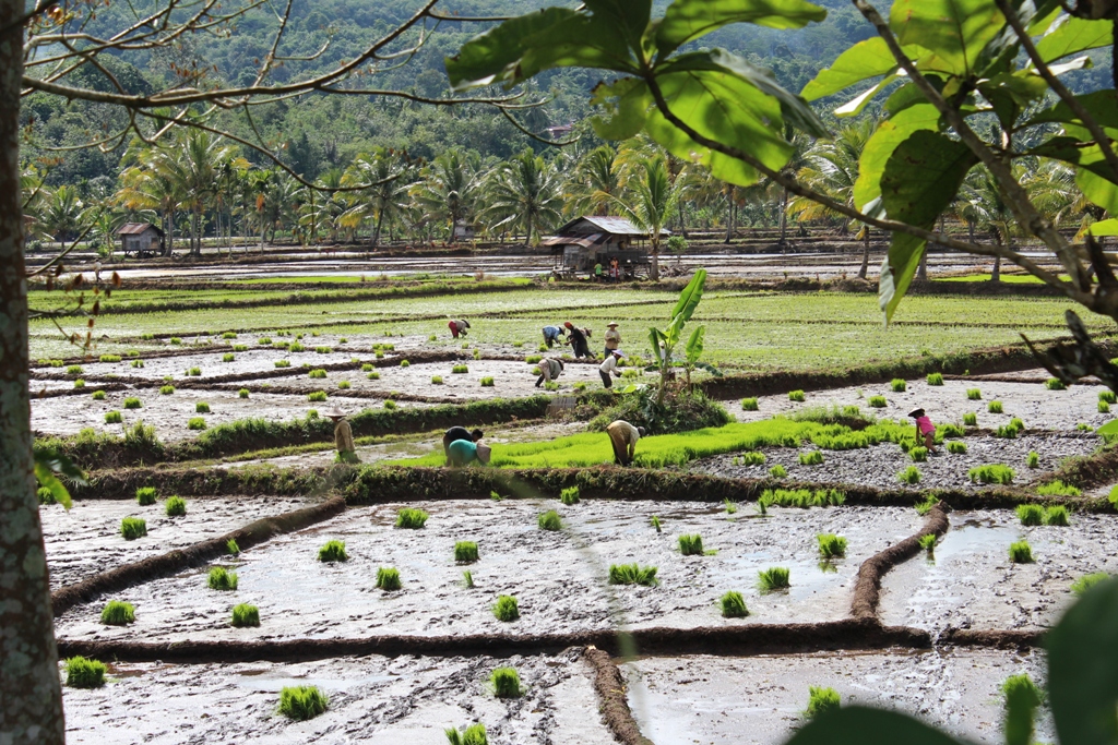 Cetak Sawah Baru, Lebong Siapkan 200 Hektar Lahan