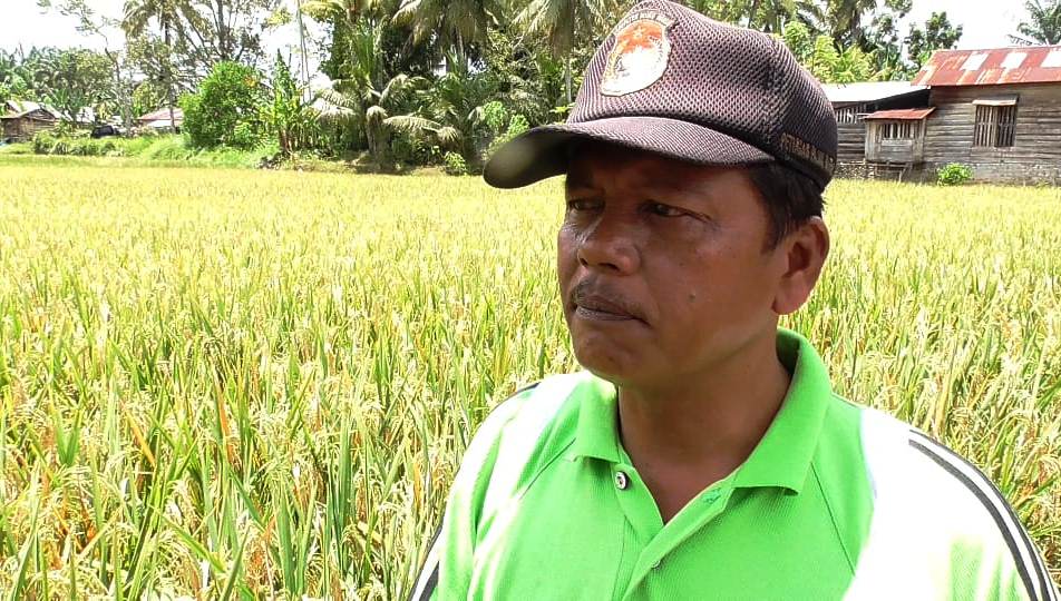 Petani Mukomuko Ini, Keluhkan Pasokan Pupuk Sering Terlambat