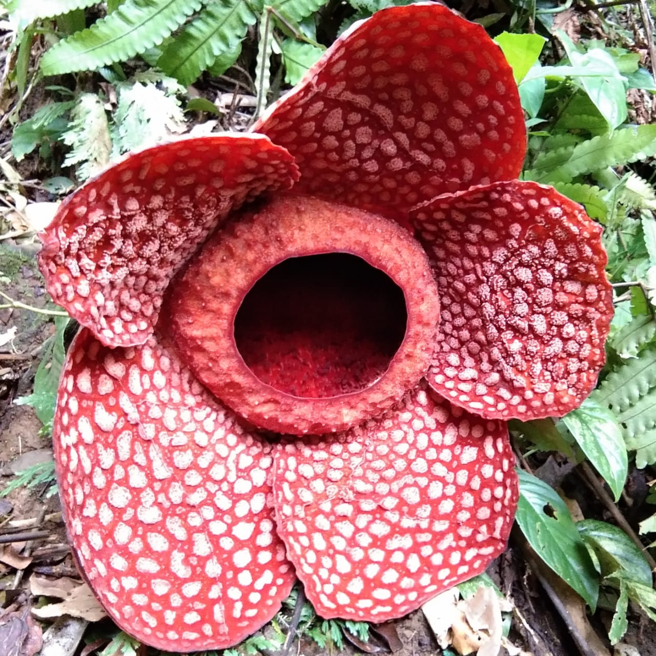 Rafflesia Gadutensis, Mekar di Bengkulu Utara