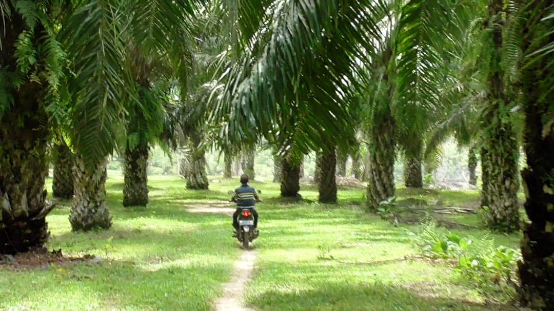 Seluma Miliki 60 Ribu Hektar Perkebunan Kelapa Sawit