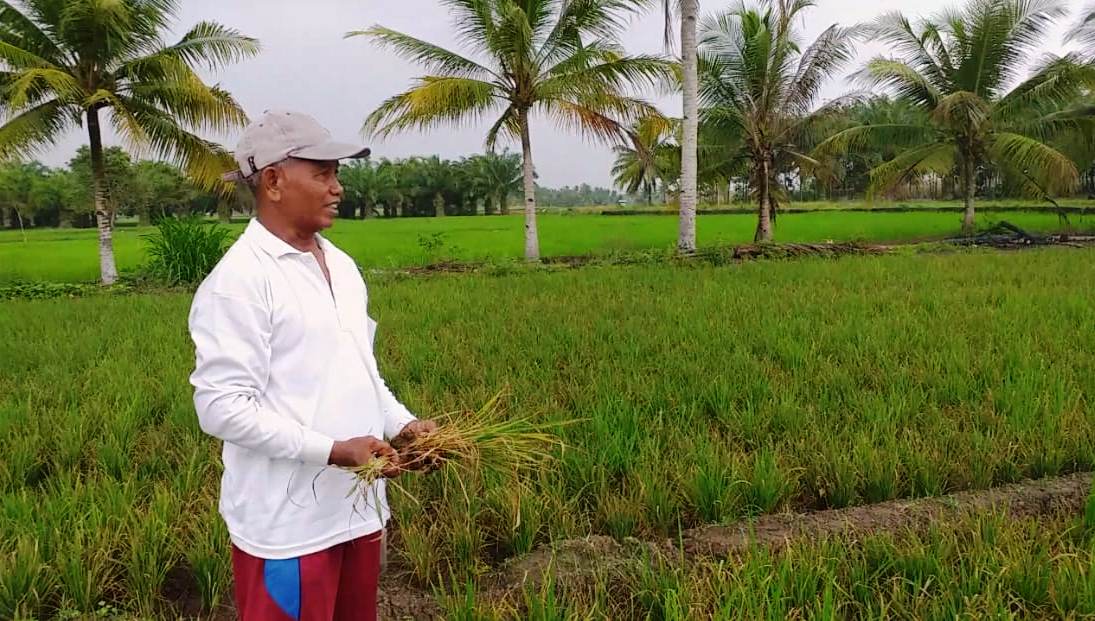 Jamur Serang Tanaman Padi di Benteng