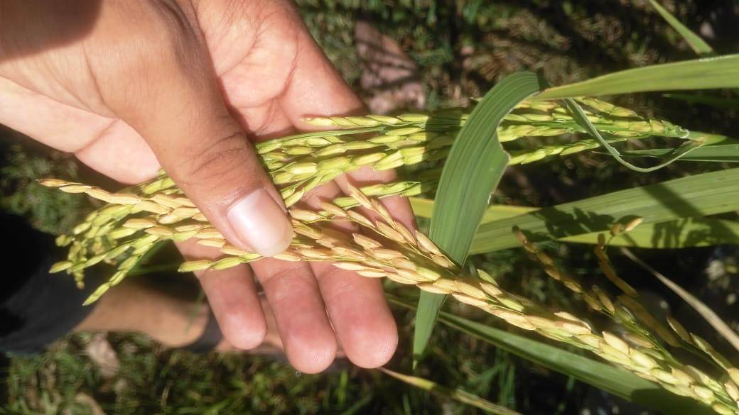 Kualitas Bibit Bantuan Buruk, Petani Dendam Terancam Gagal Panen