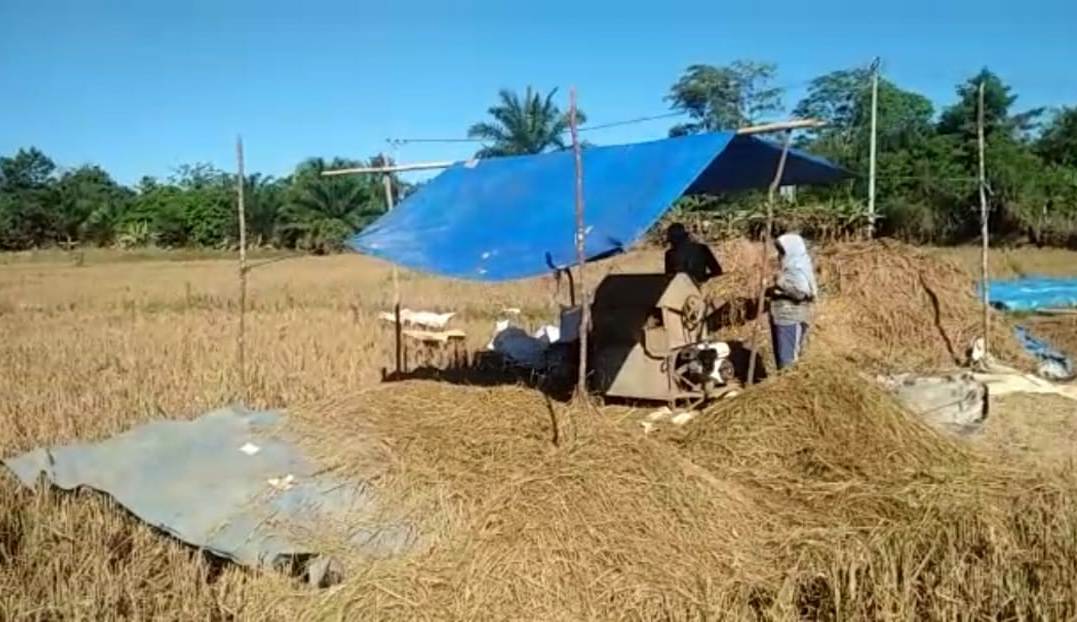 Pasca Banjir, Hasil Panen Petani di Benteng Menurun