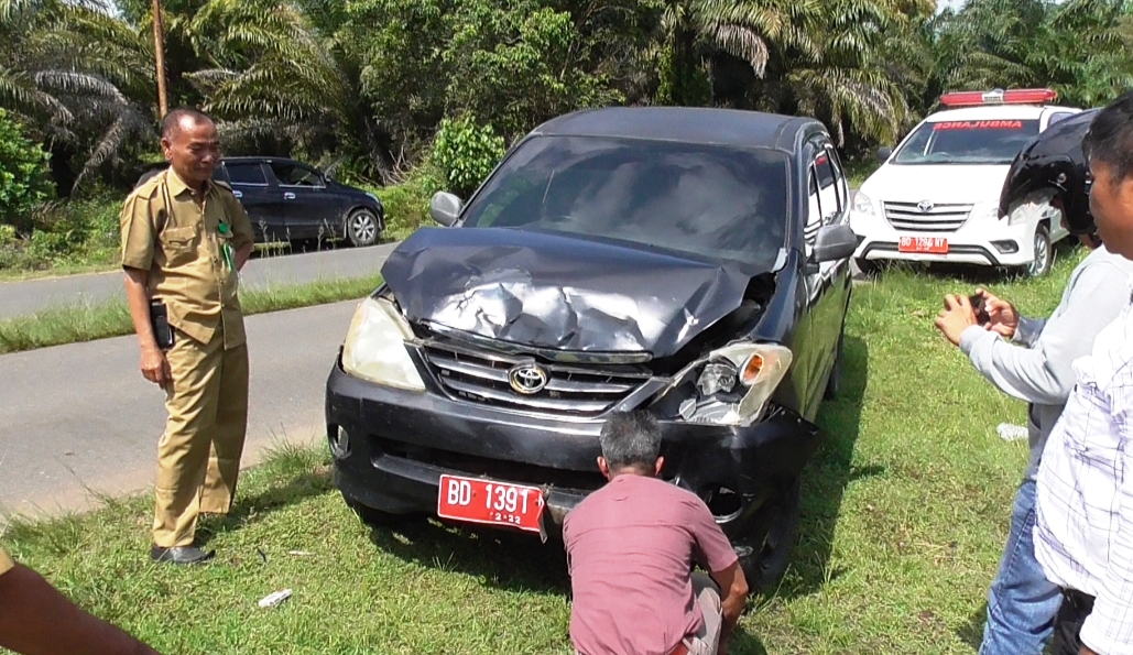 Tabrak Sapi Mobnas Dokter Ringsek