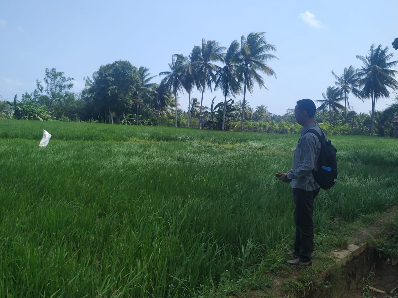 1.300 Hektar Sawah Terancam Gagal Panen